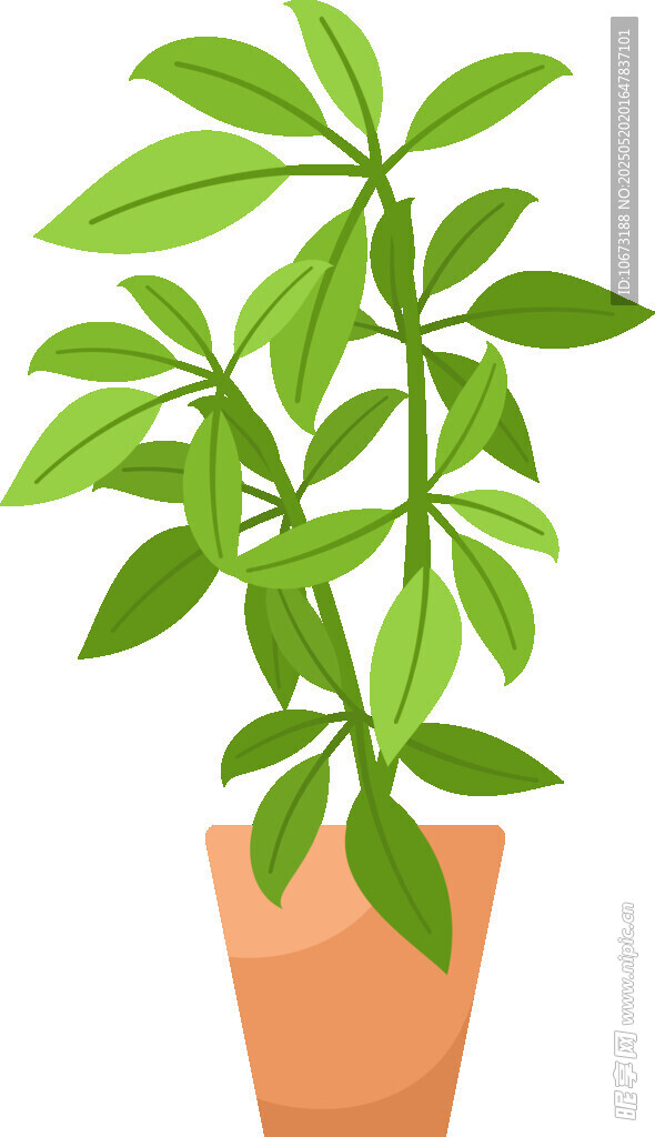 盆栽绿植 清新室内小植物