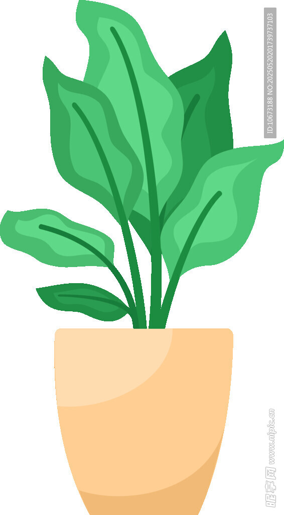 盆栽绿植 清新室内小植物