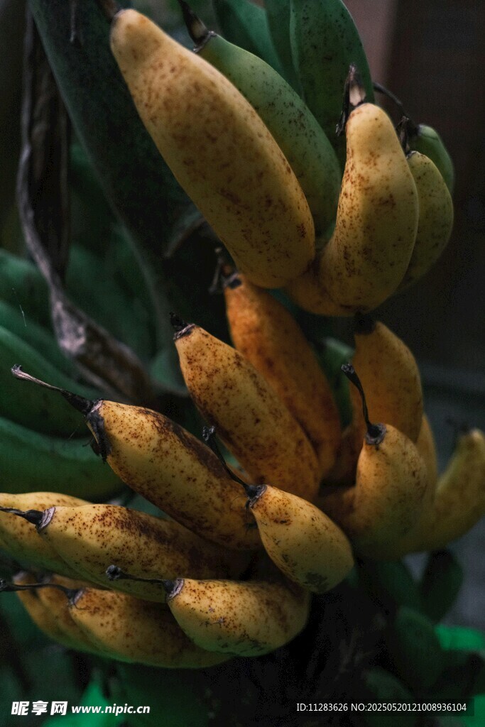 香蕉树
