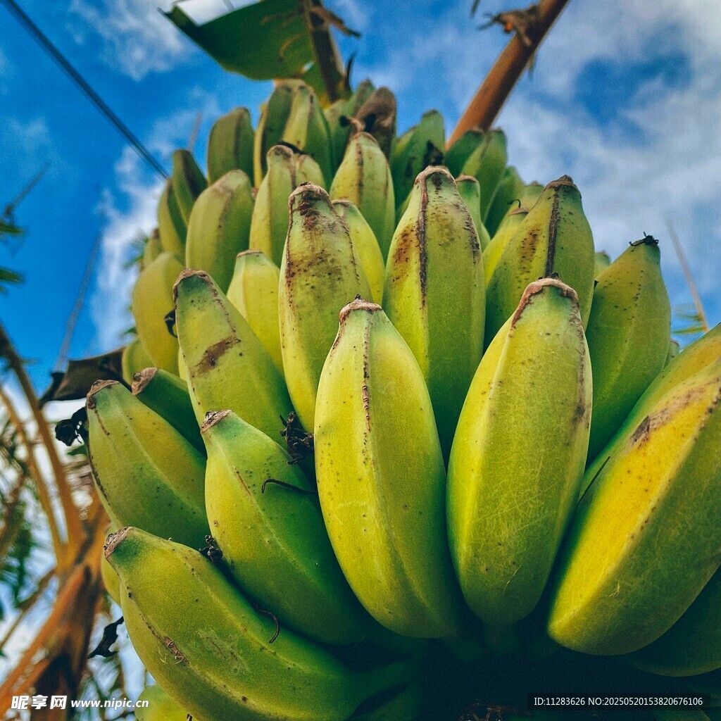 树上成串的青黄色香蕉