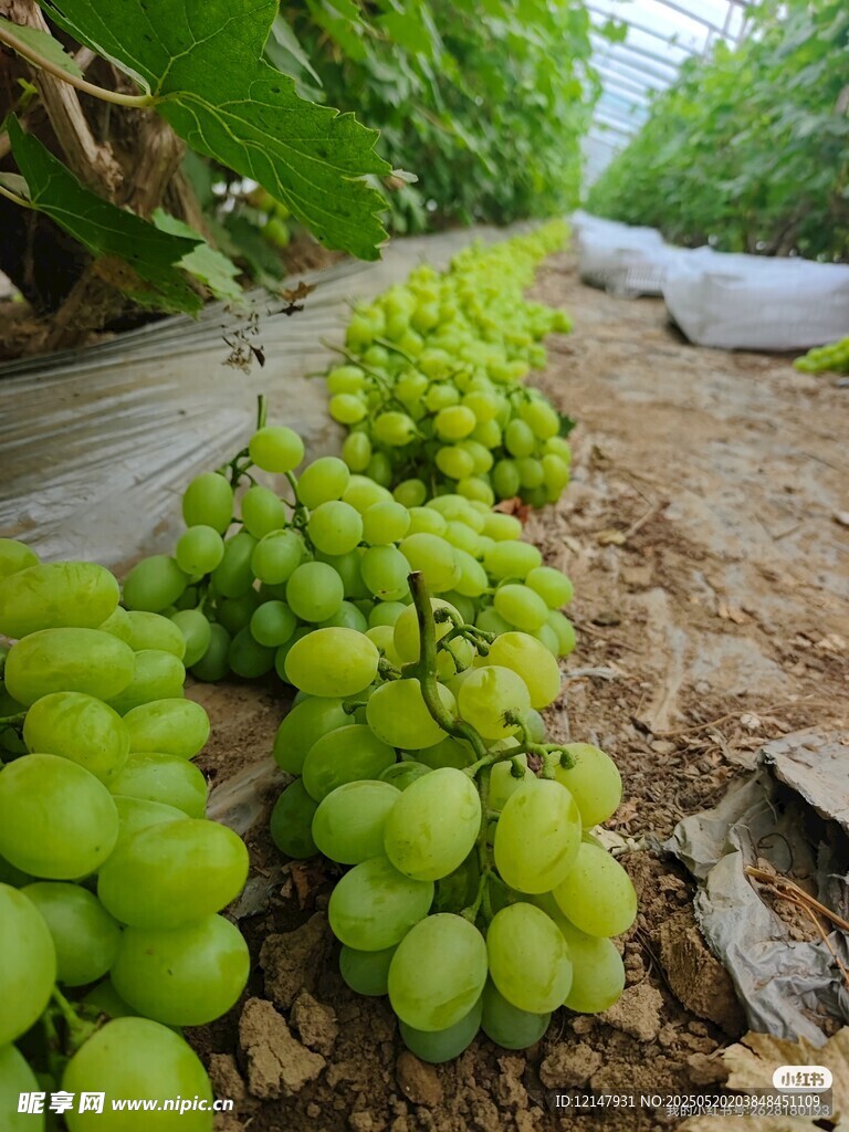 葡萄园里的青葡萄串