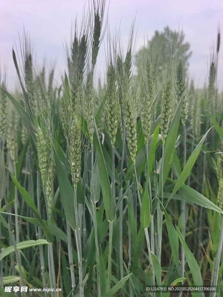 麦田风光