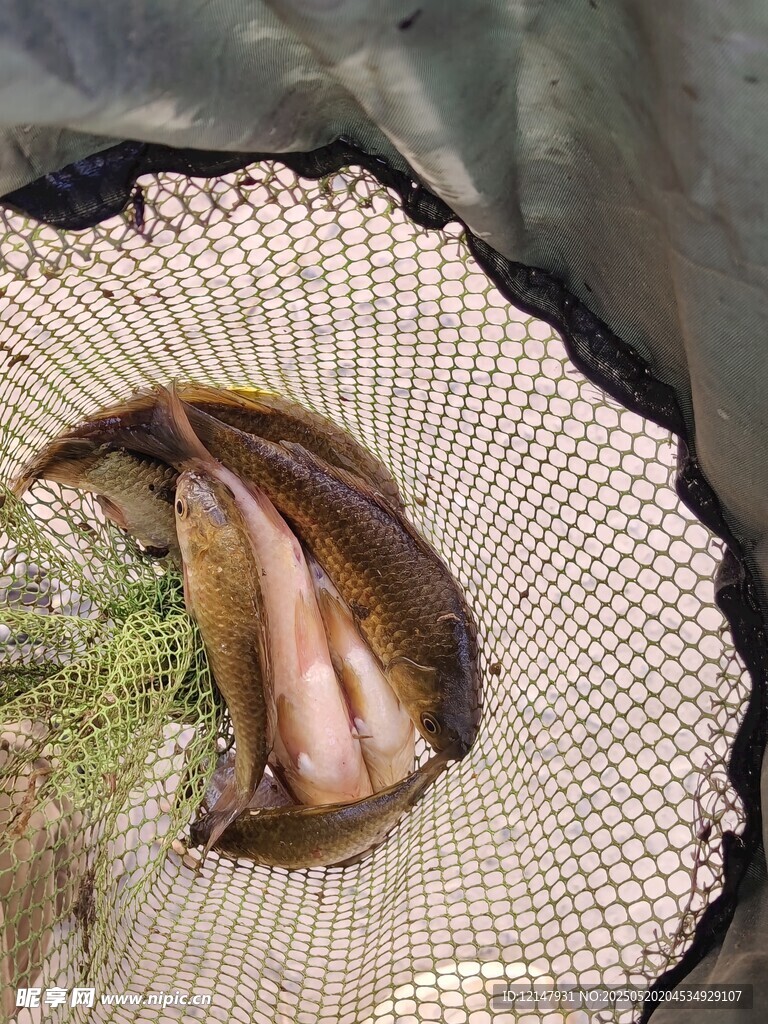 网中新鲜鱼