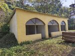 黄色小屋隐于绿植间