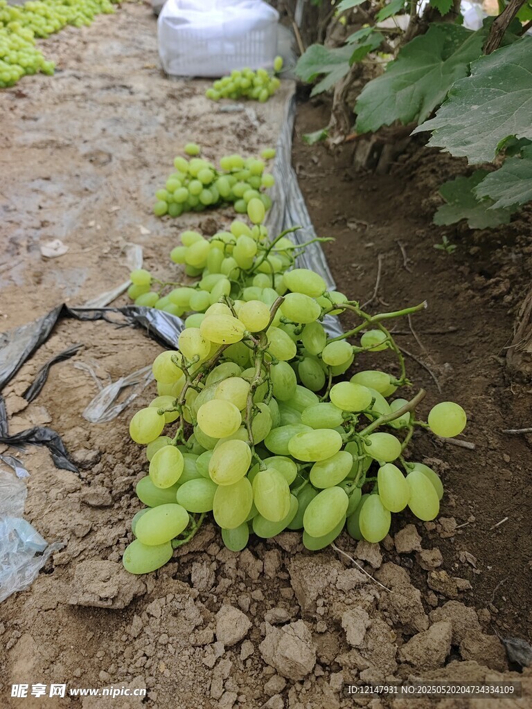 地上散落的绿色果实