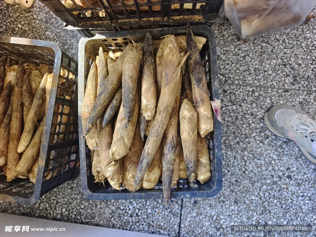 新鲜竹笋待售