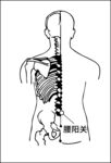 腰阳关穴