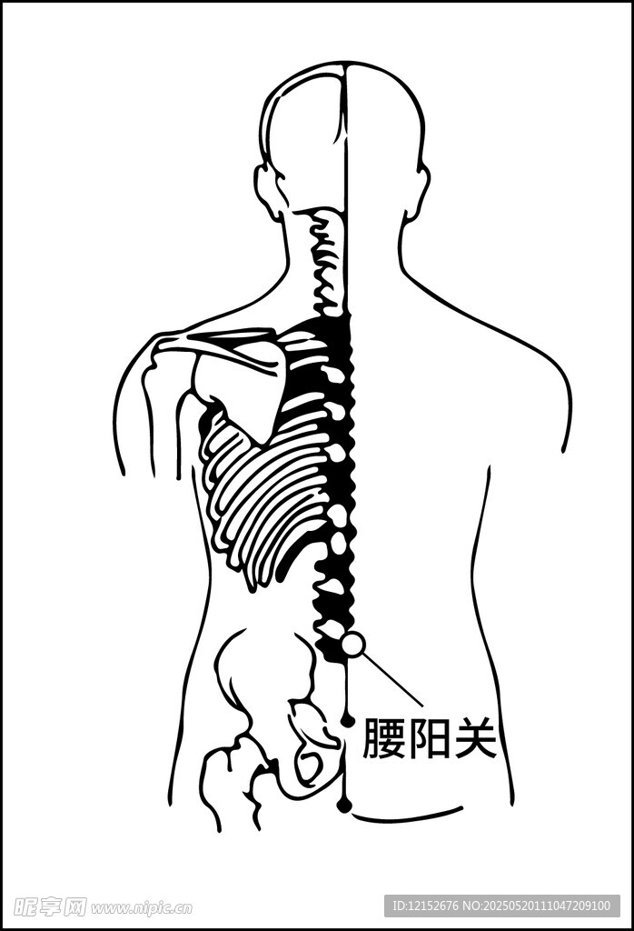 腰阳关穴