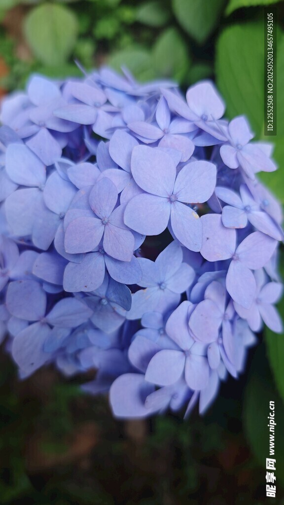 蓝色绣球花特写