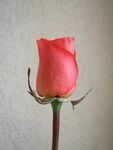 玫瑰花