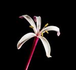 百合花