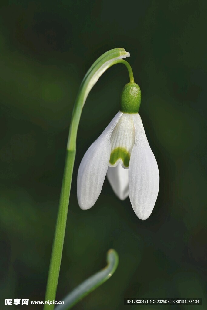 雪花莲