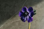 银莲花