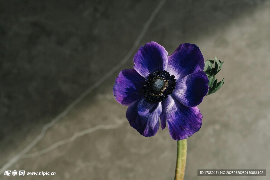 银莲花