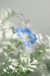 粉蝶花