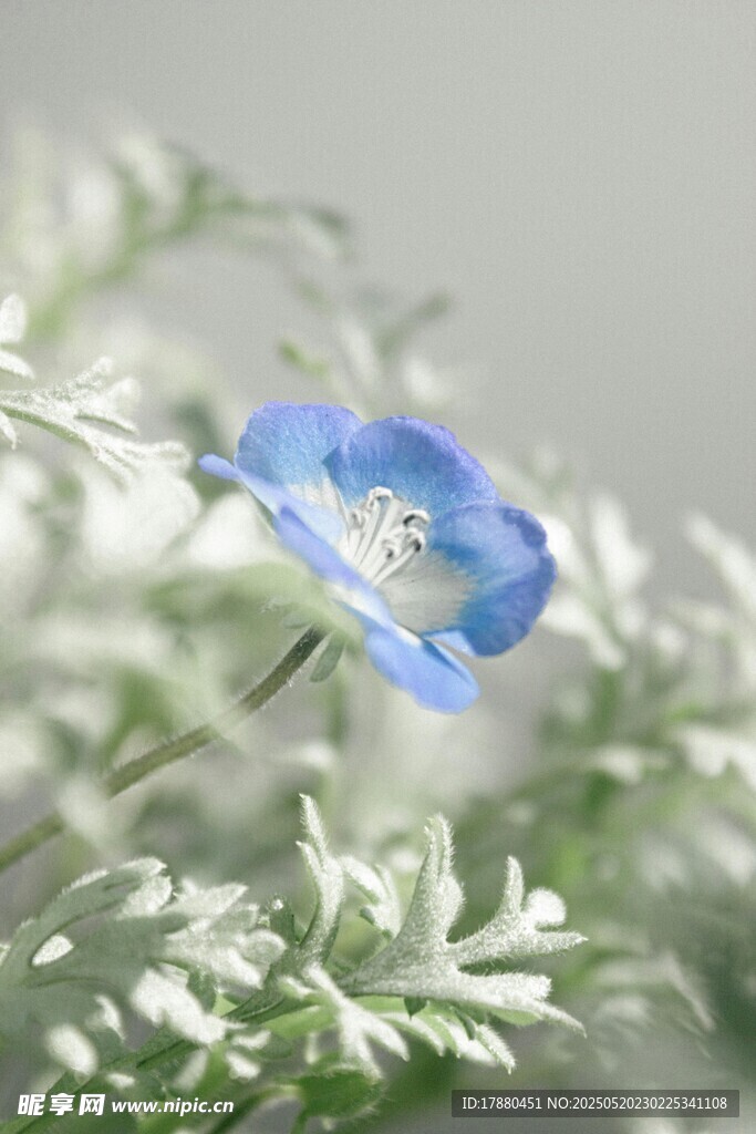 粉蝶花