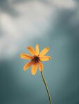 菊芋