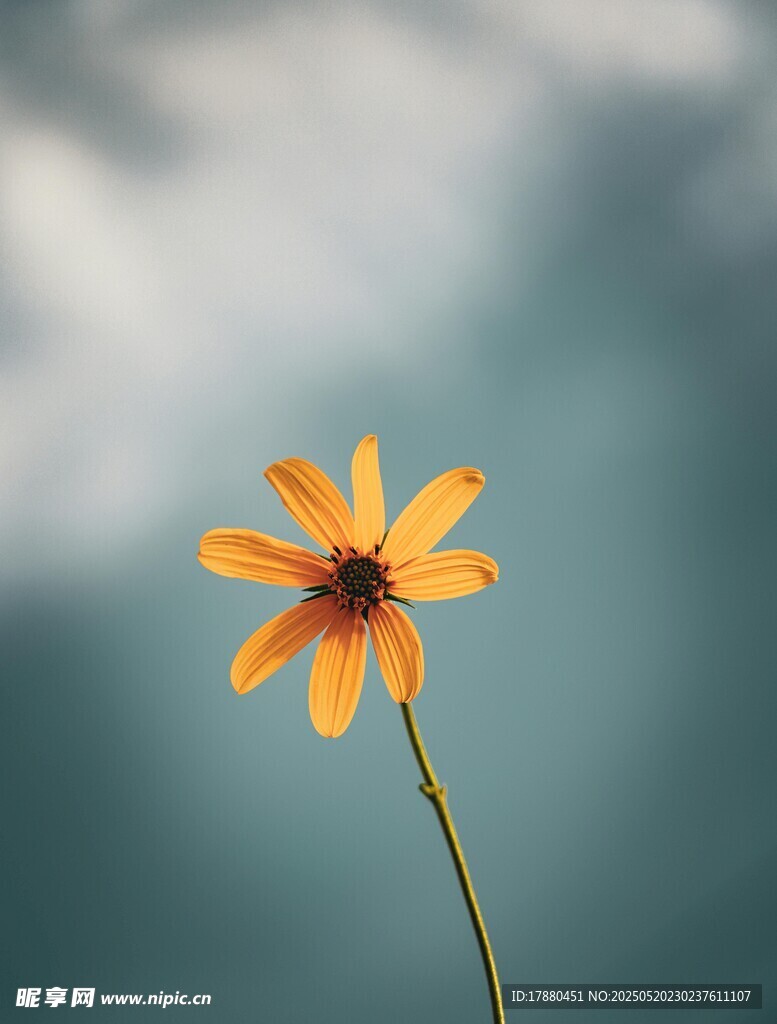 菊芋