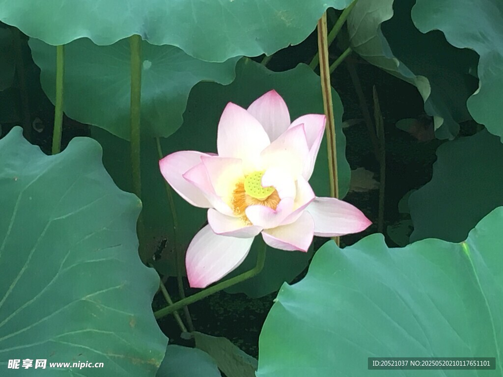 娇艳荷花绽放于绿叶间