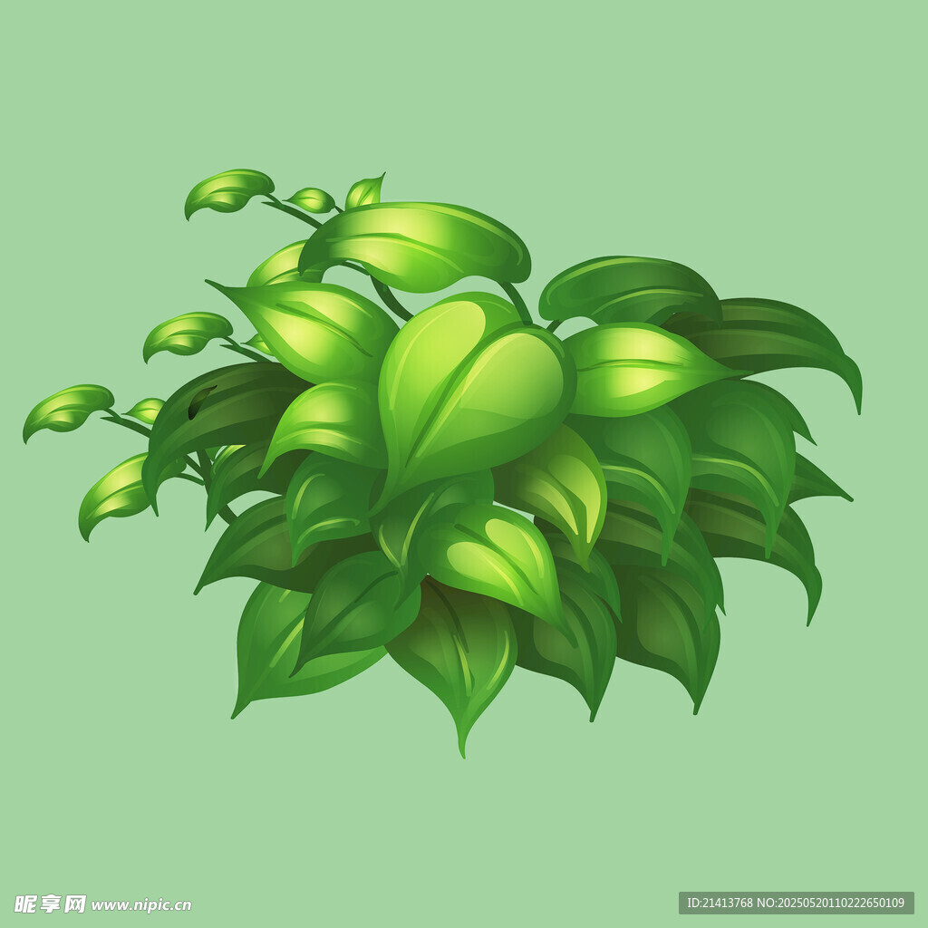 翠绿繁茂的叶片植物