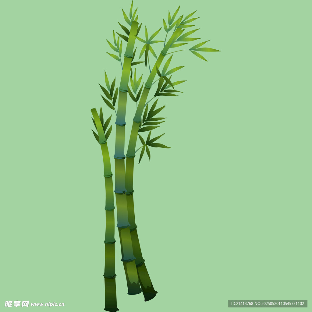 翠绿双竹插画