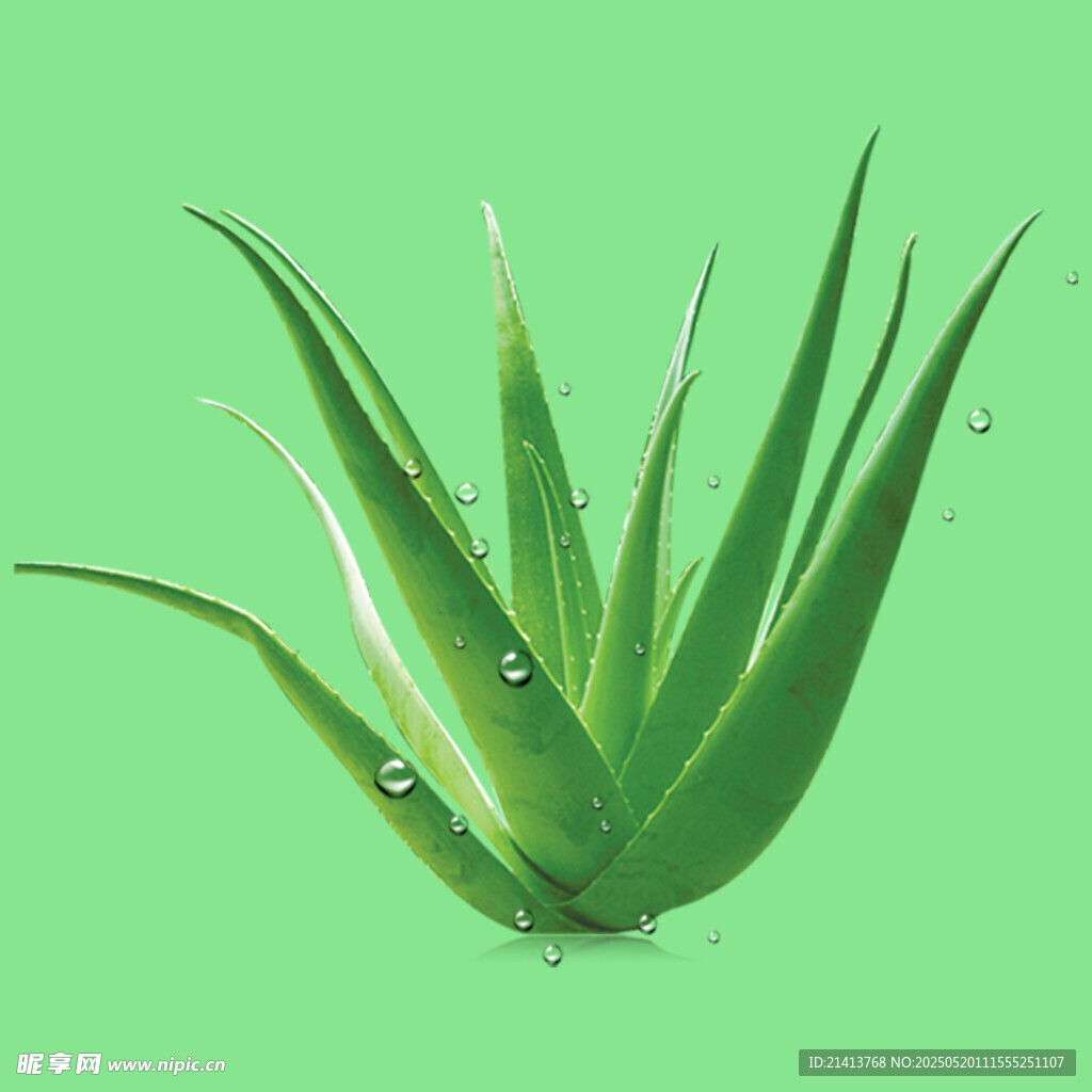翠绿芦荟
