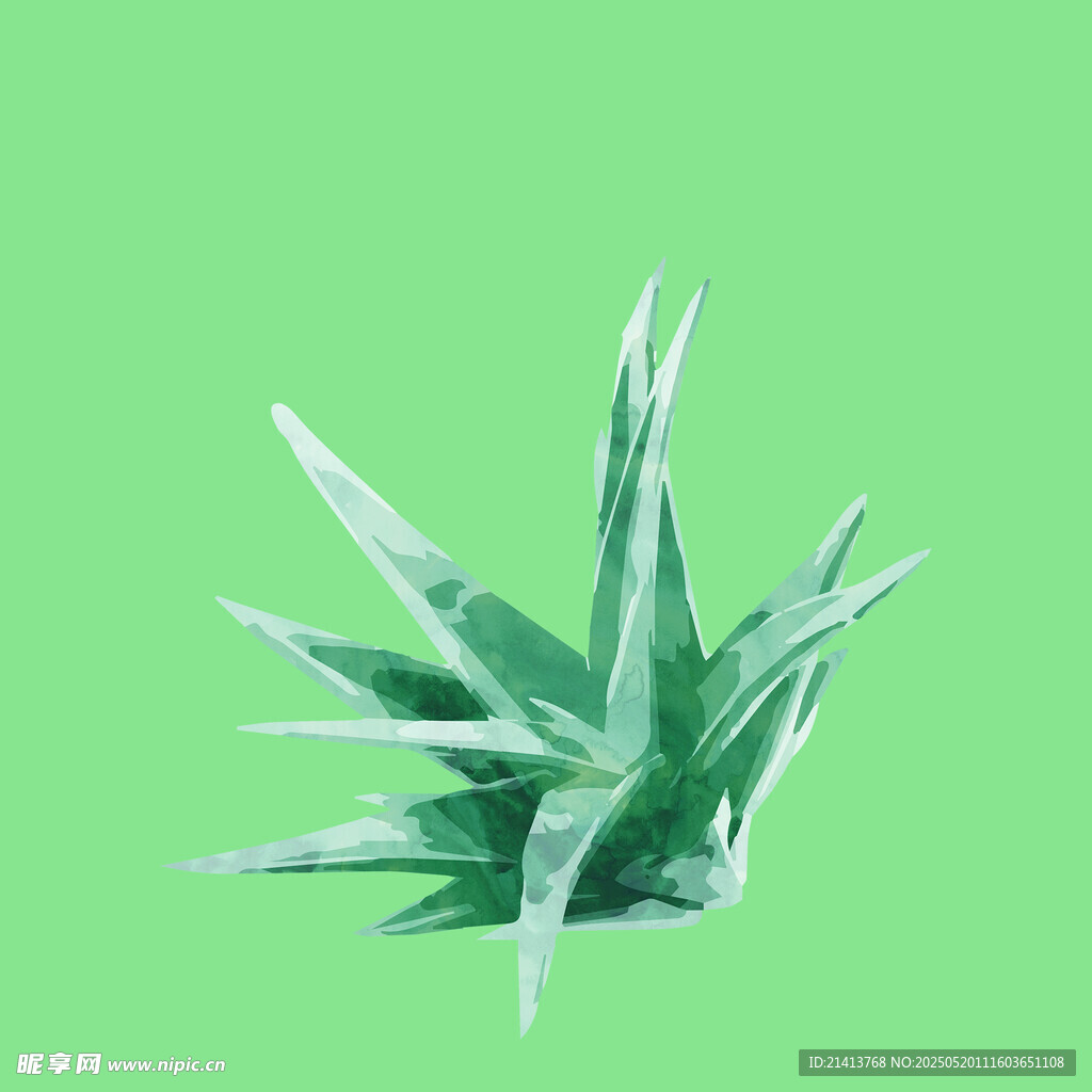 翠绿芦荟植物