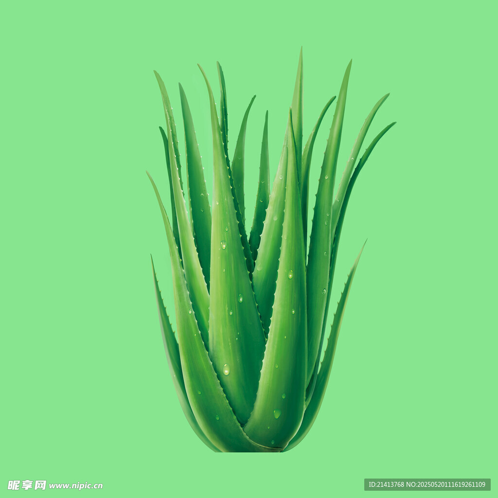 翠绿芦荟