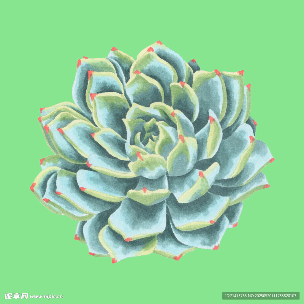 多肉植物