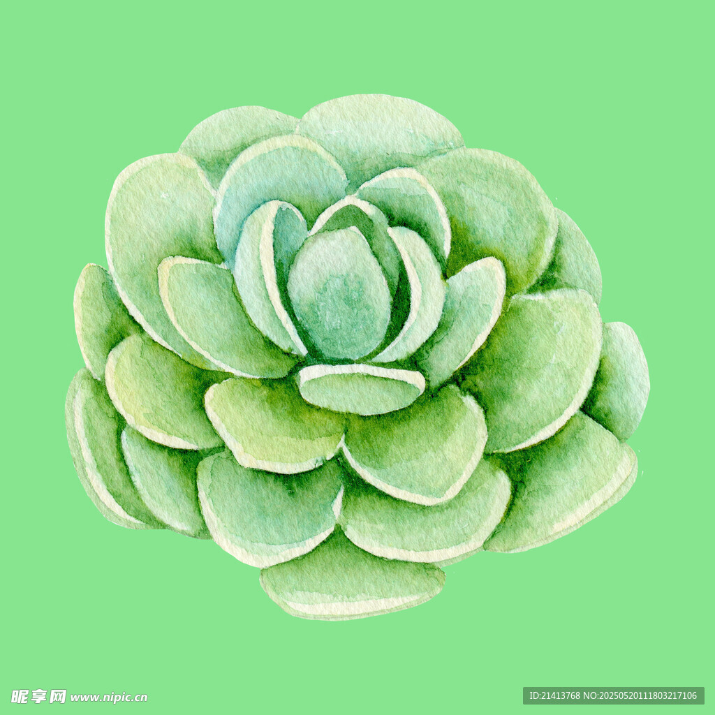 清新多肉植物