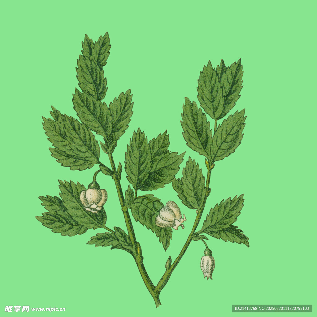 绿叶间的粉嫩花苞