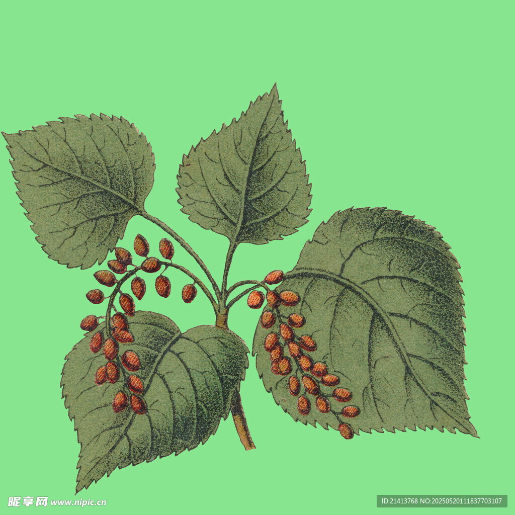 手绘带果植物枝叶图