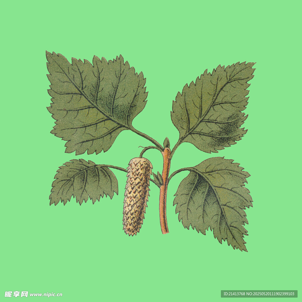 桑树枝叶与果穗插画