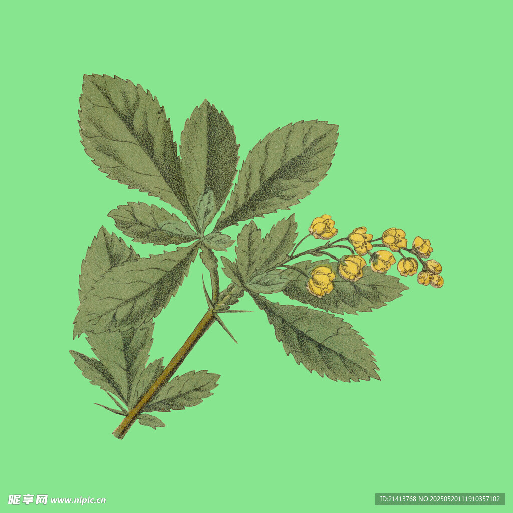 带刺植物枝叶