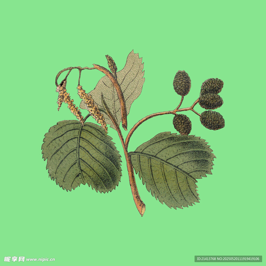 植物枝叶果实插画