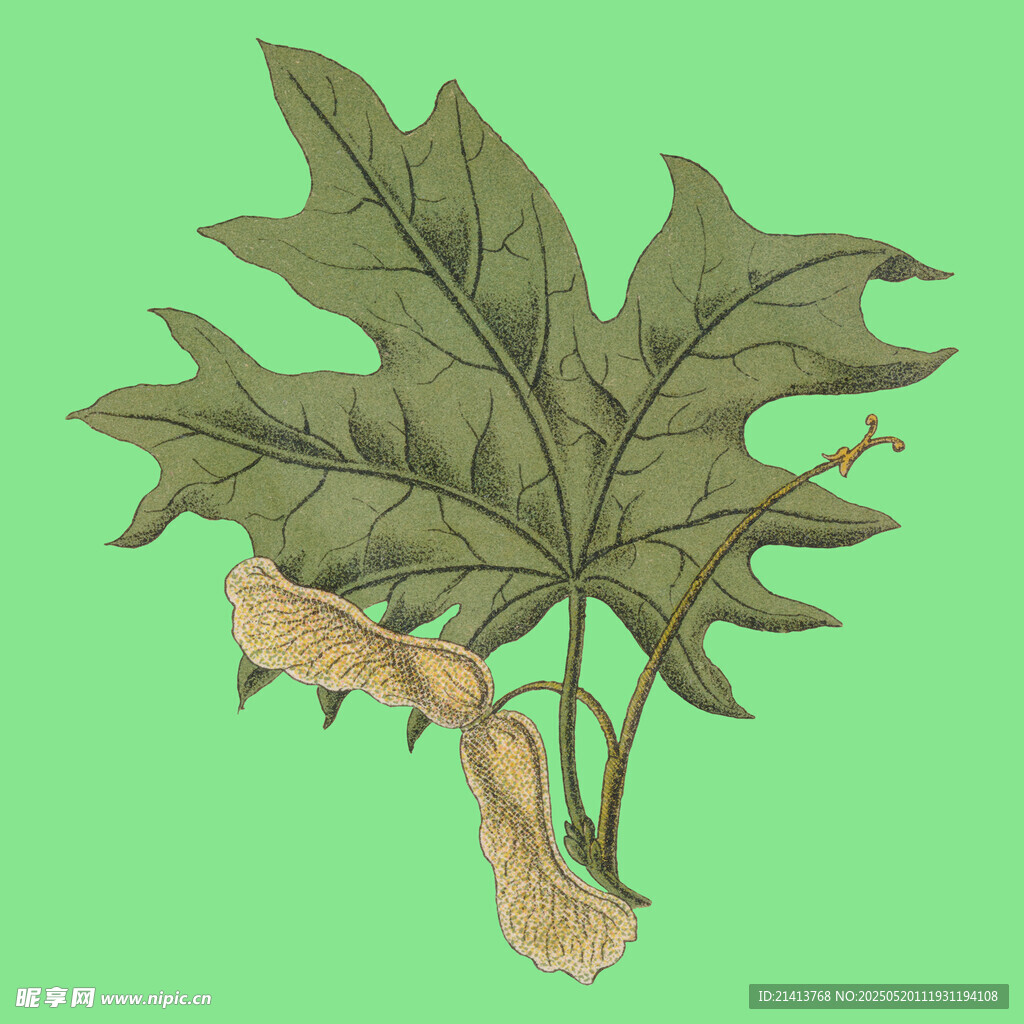 手绘绿色植物