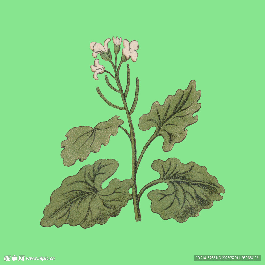 手绘绿色植物花卉