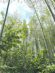 翠绿竹林 清新自然之景