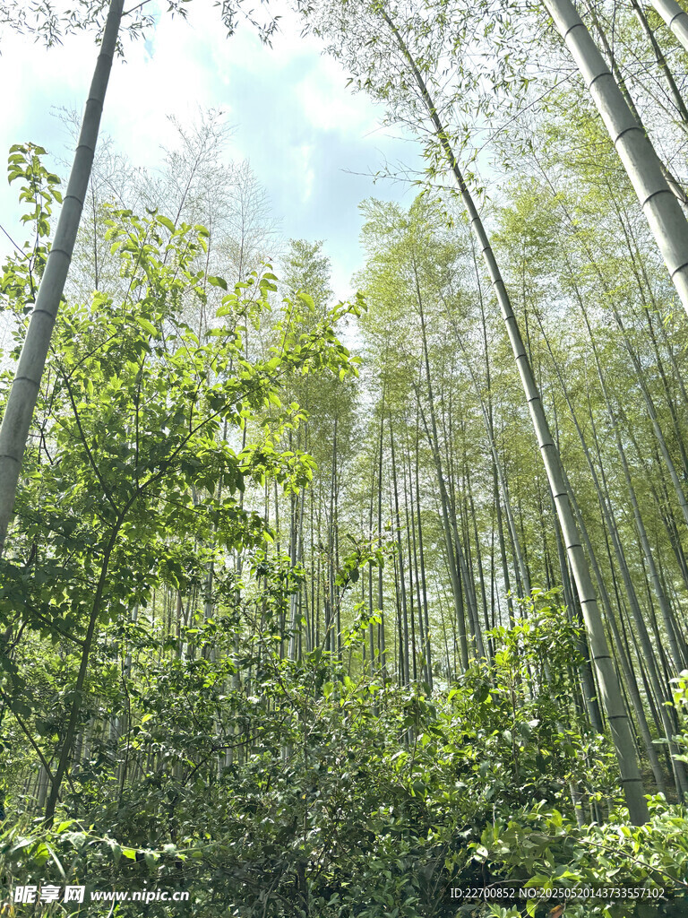 翠绿竹林 清新自然之景