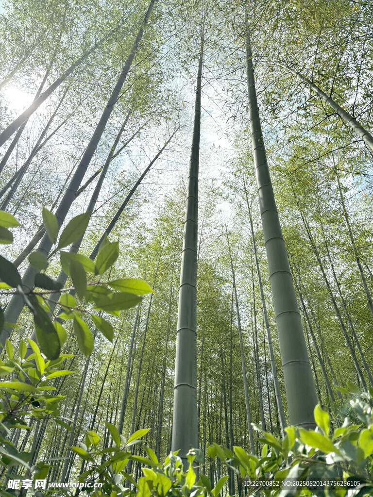 翠绿竹林仰视图