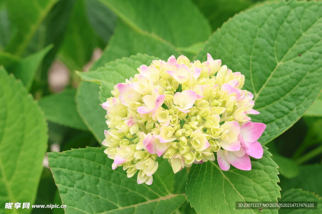 绣球花