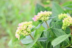 绣球花