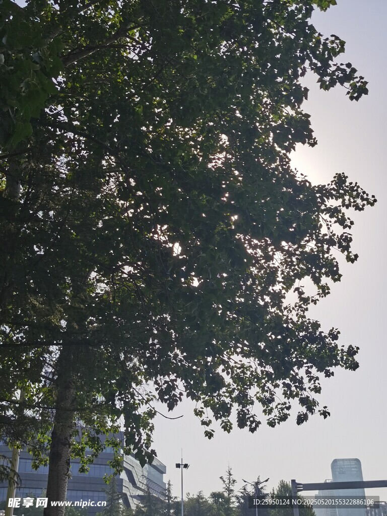城市中高大的绿树景观