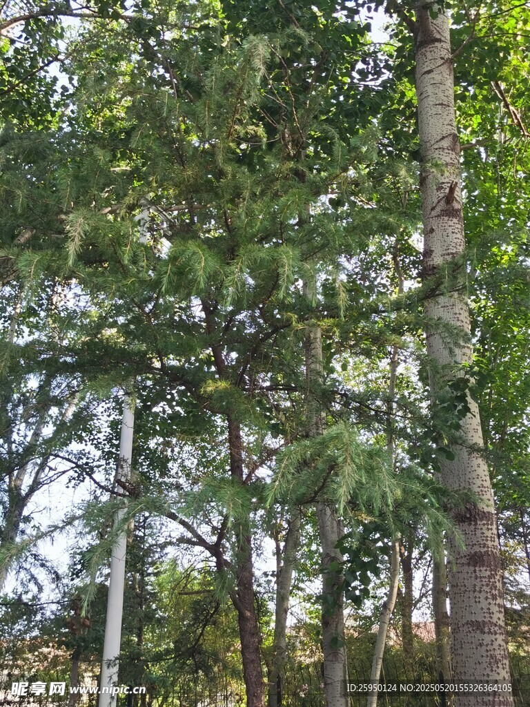 茂密树林绿意盎然