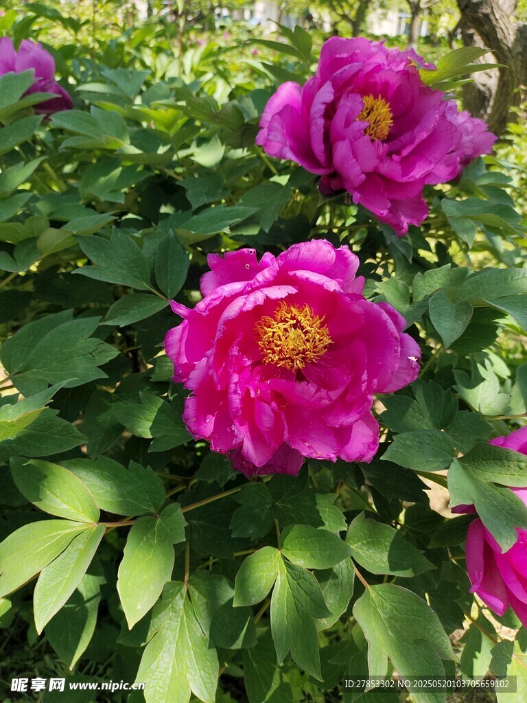 娇艳盛开的粉色牡丹花