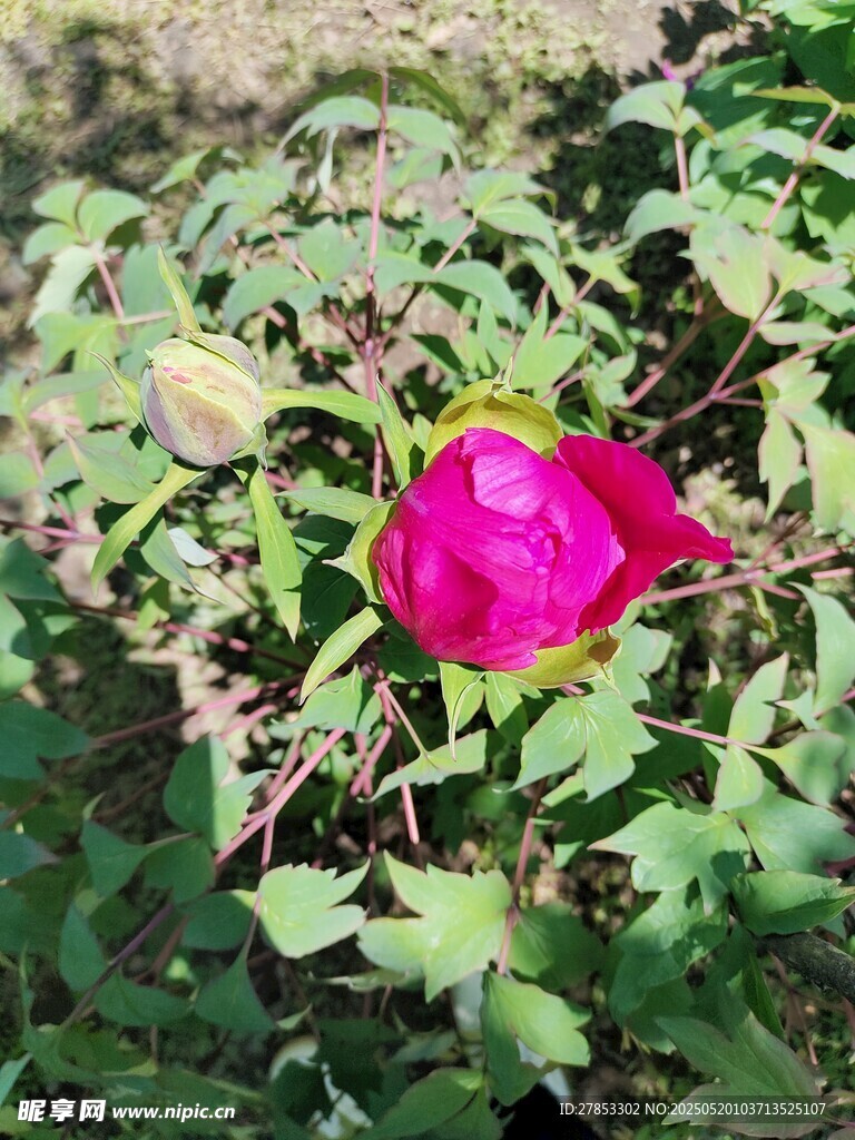 娇艳绽放的玫红色花朵