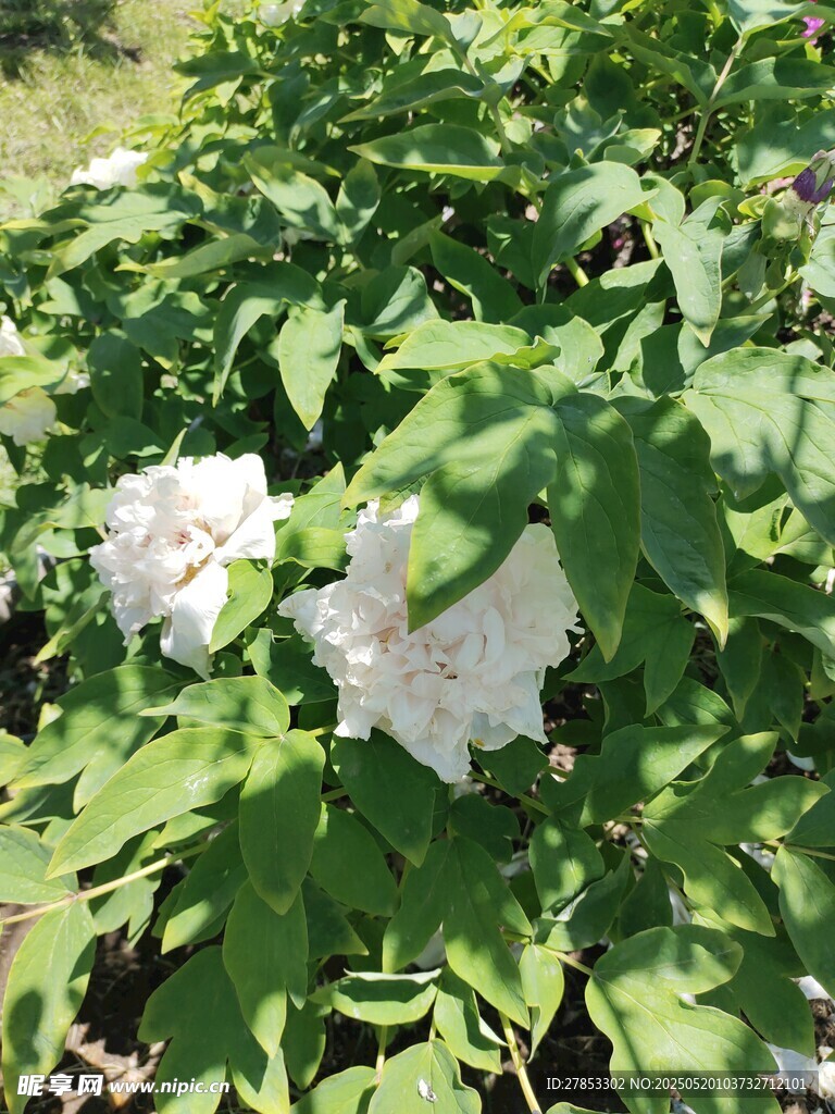 绿叶丛中的白色绣球花