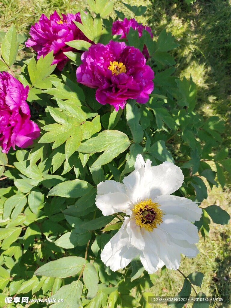 牡丹花