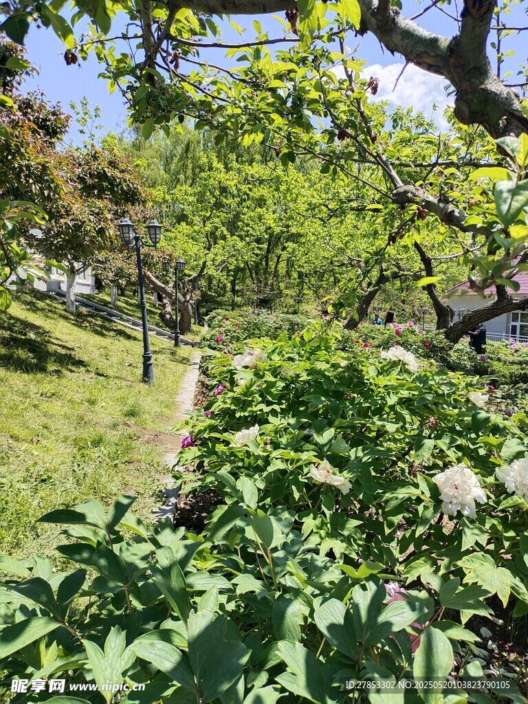 春日林间小径绿意盎然
