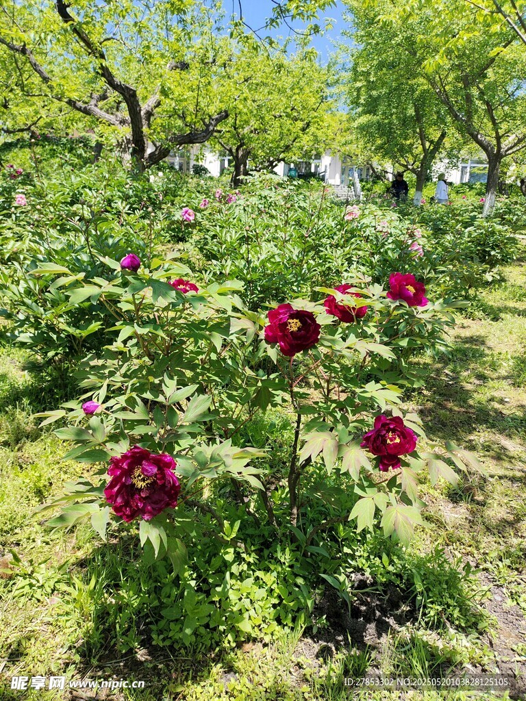 花园中绽放的艳丽红牡丹